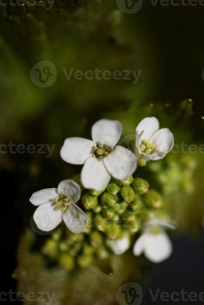 fiore vicino diplotaxis erucoides famiglia Brassicaceae botanicaly foto