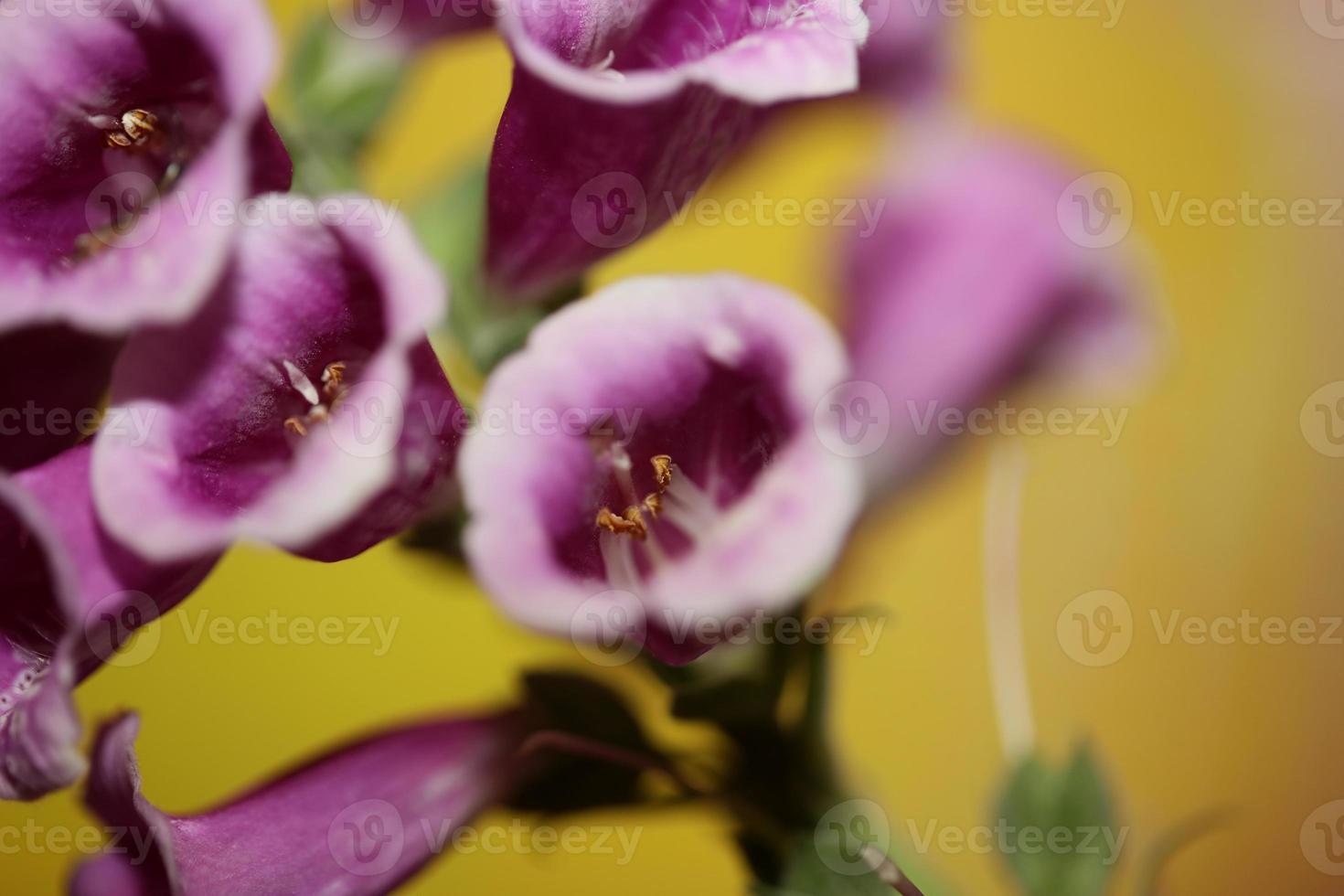 fiore sbocciare da vicino digitalis purpurea famiglia plantaginaceae foto