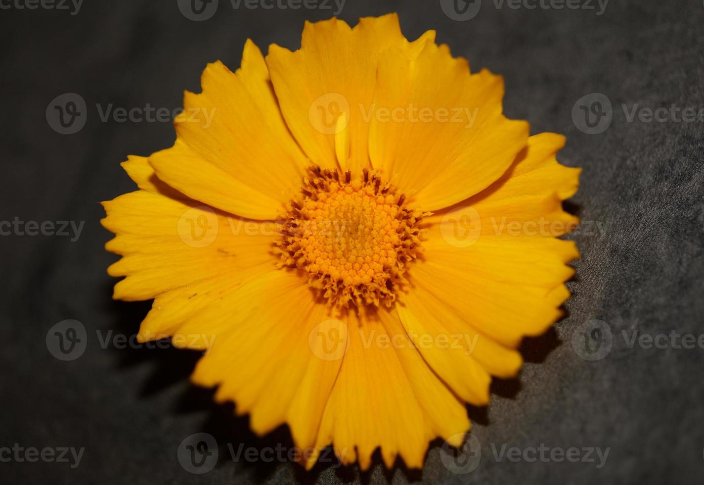 fiore fiore macro botanico helianthus giganteus famiglia compositae foto