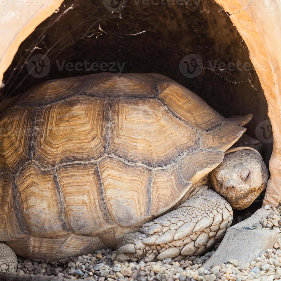 tartaruga speronata africana foto