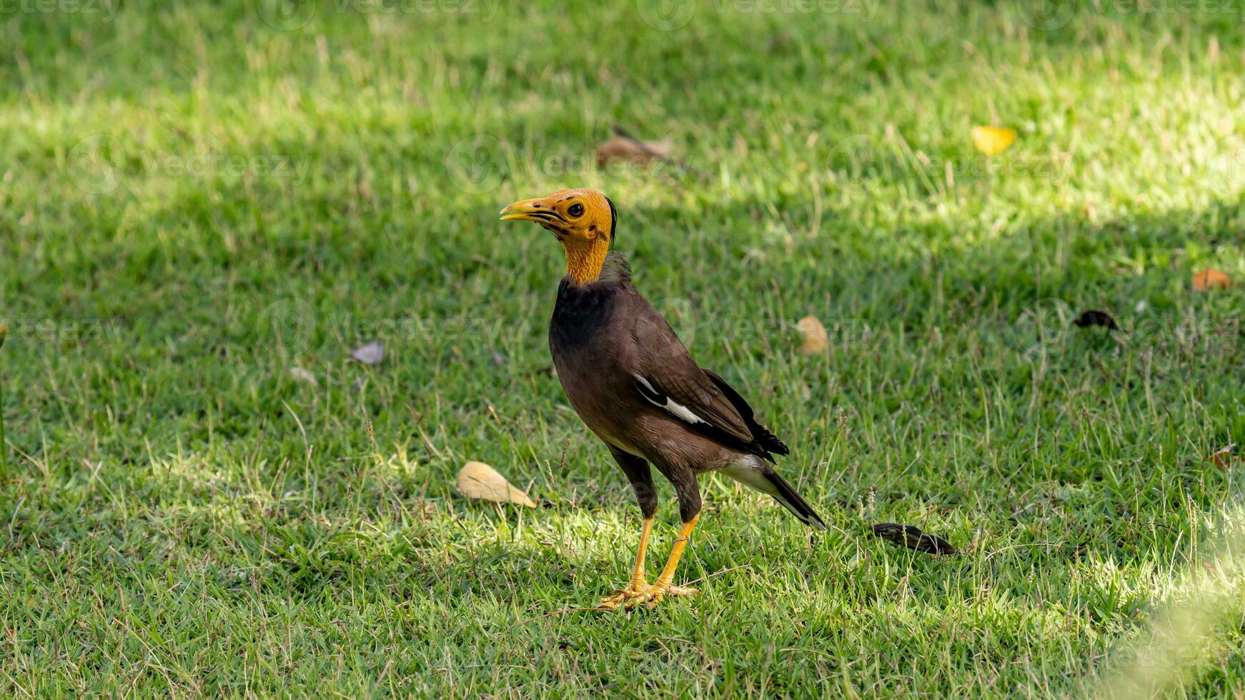 Comune myna In piedi su il campo foto