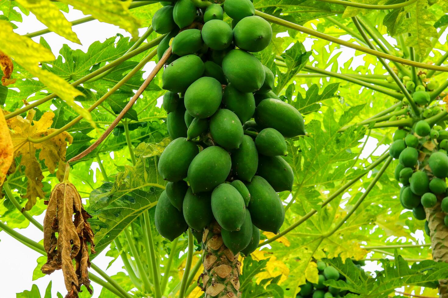 molte di verde papaia in crescita su un' papaia albero, papaia frutta di papaia albero nel il giardino foto