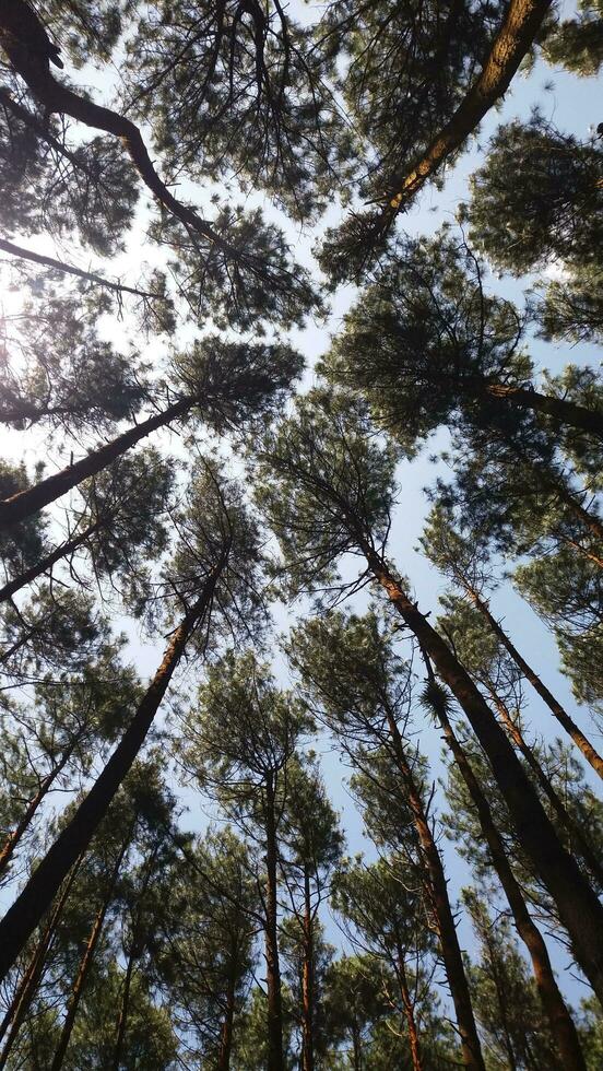 alto angolo Visualizza di pino foresta foto