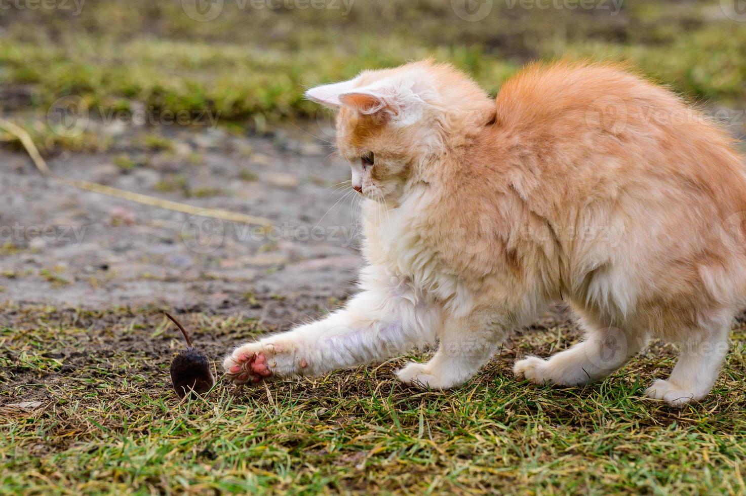 dopo la caccia, un gatto gioca con la sua preda, un gatto e una talpa in natura. foto