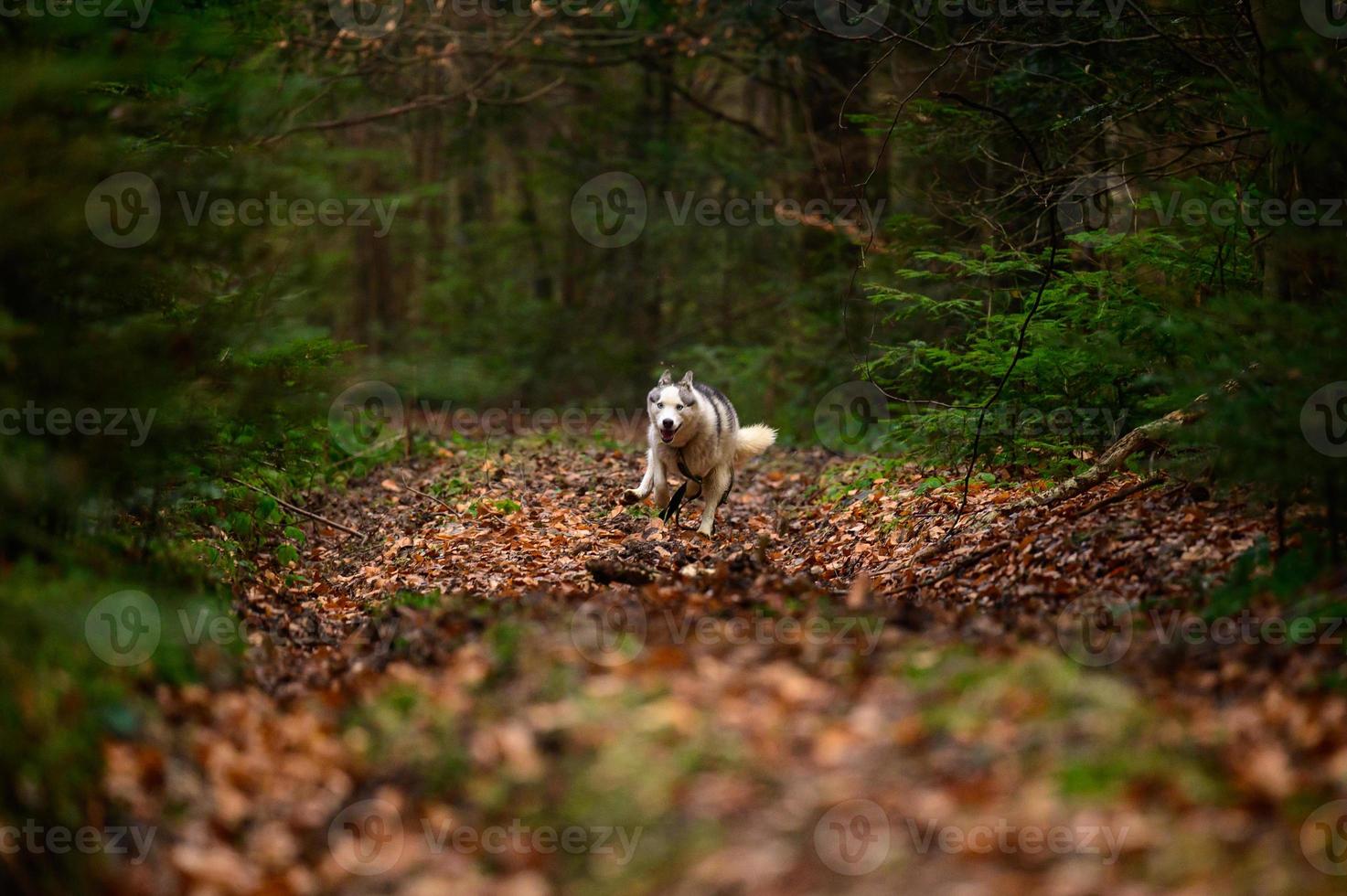 husky che attraversa la foresta autunnale, predatore a caccia. foto