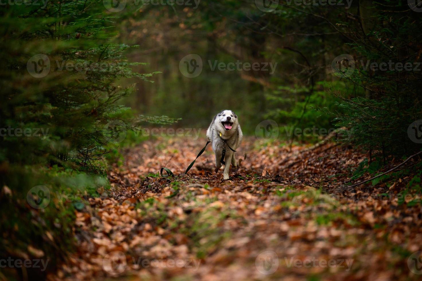 ritratto di un husky nella foresta autunnale, animale domestico felice. foto