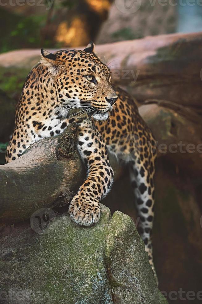 il leopardo di ceylon riposa sull'albero foto