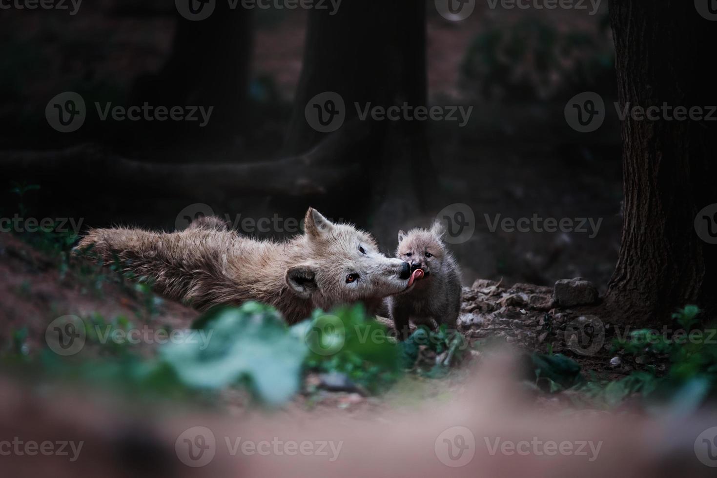 lupo artico bellissimo animale nella foresta foto