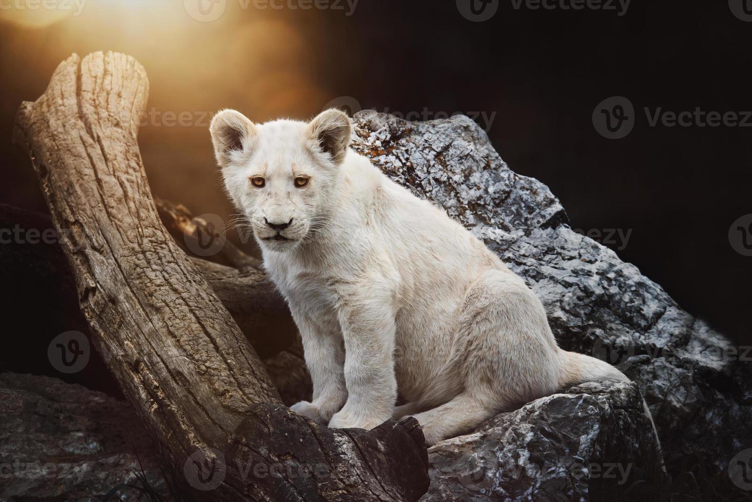 il leone sudafricano panthera leo krugeri piccolo cubo foto