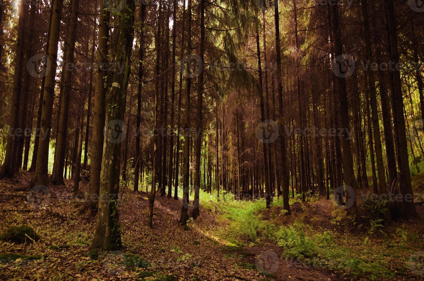 sentiero verde in un fitto bosco di conifere foto