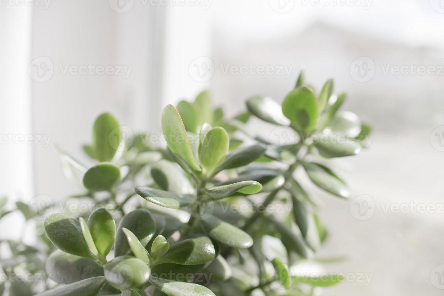 pianta d'appartamento succulenta in un vaso si erge su una finestra della stanza foto