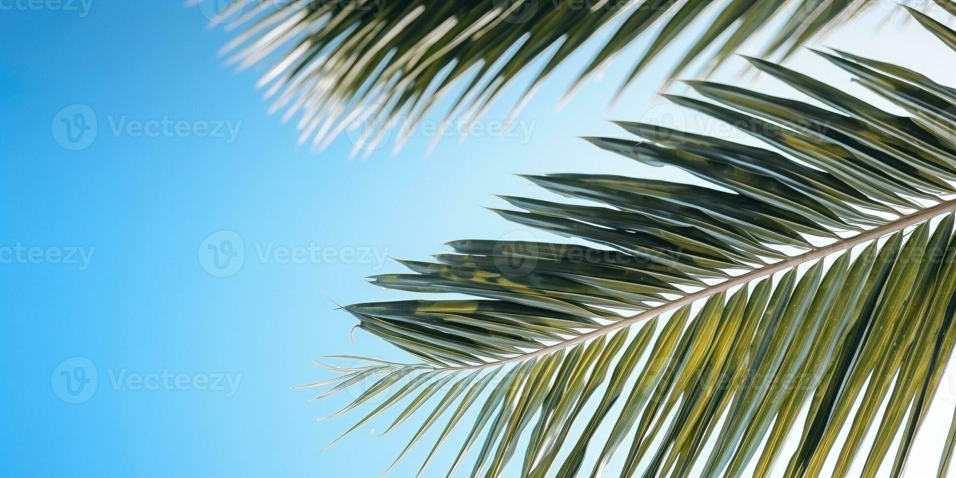 Noce di cocco palma albero fogliame sotto blu cielo ai generato foto