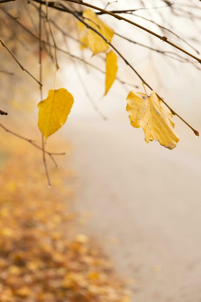 arancia giallo autunno le foglie su nebbia città sfondo. autunno stagione all'aperto foto