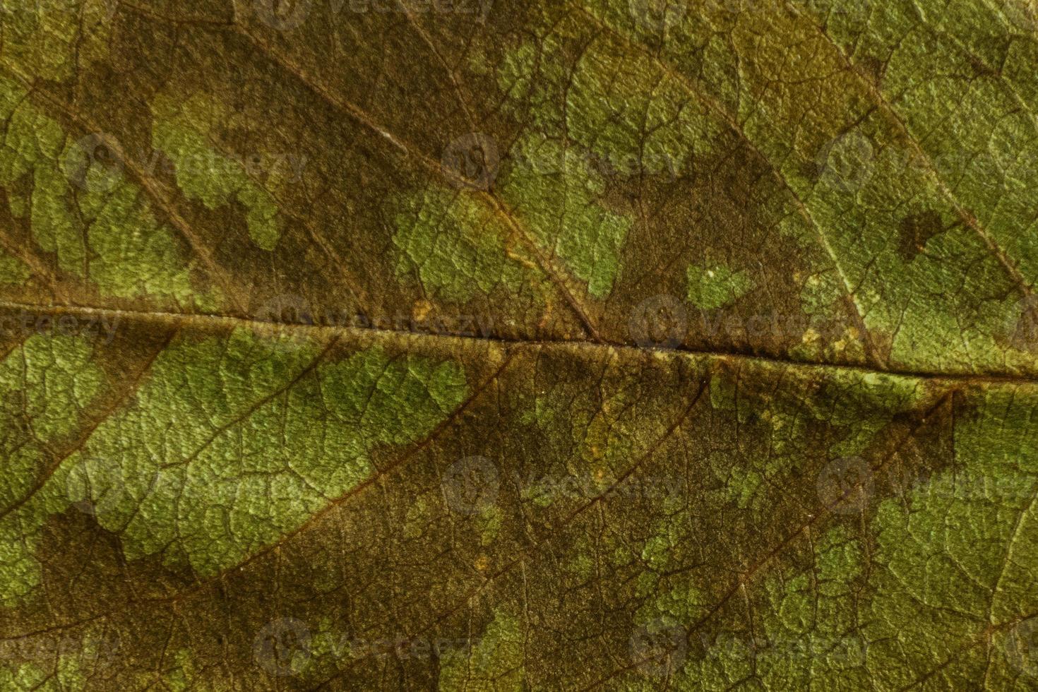 trama verde di una foglia secca foto