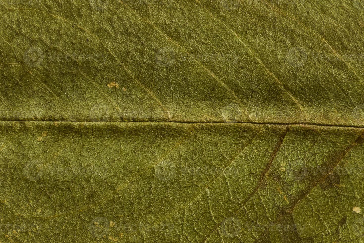 trama verde di una foglia secca foto