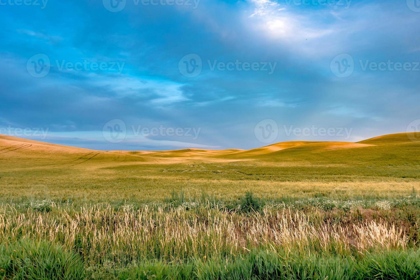 dolci colline e terreni agricoli a Palouse Washington foto