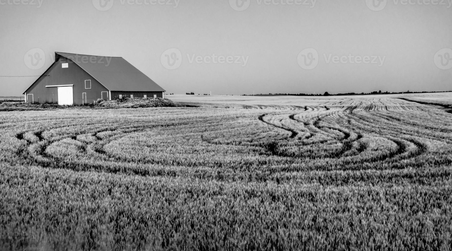vecchio fienile su campi di fattoria palouse al mattino foto