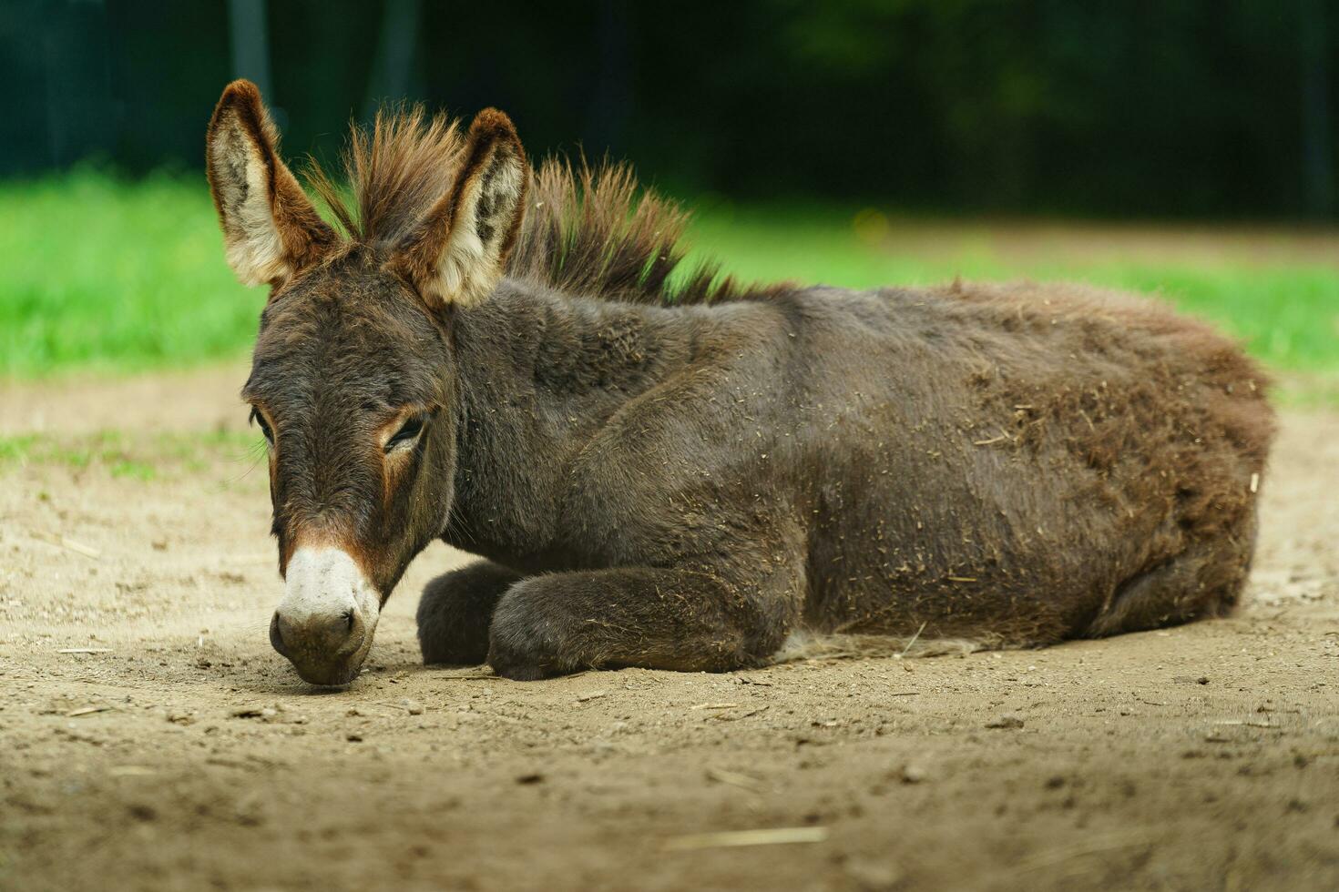 asino è riposo nel zoo foto