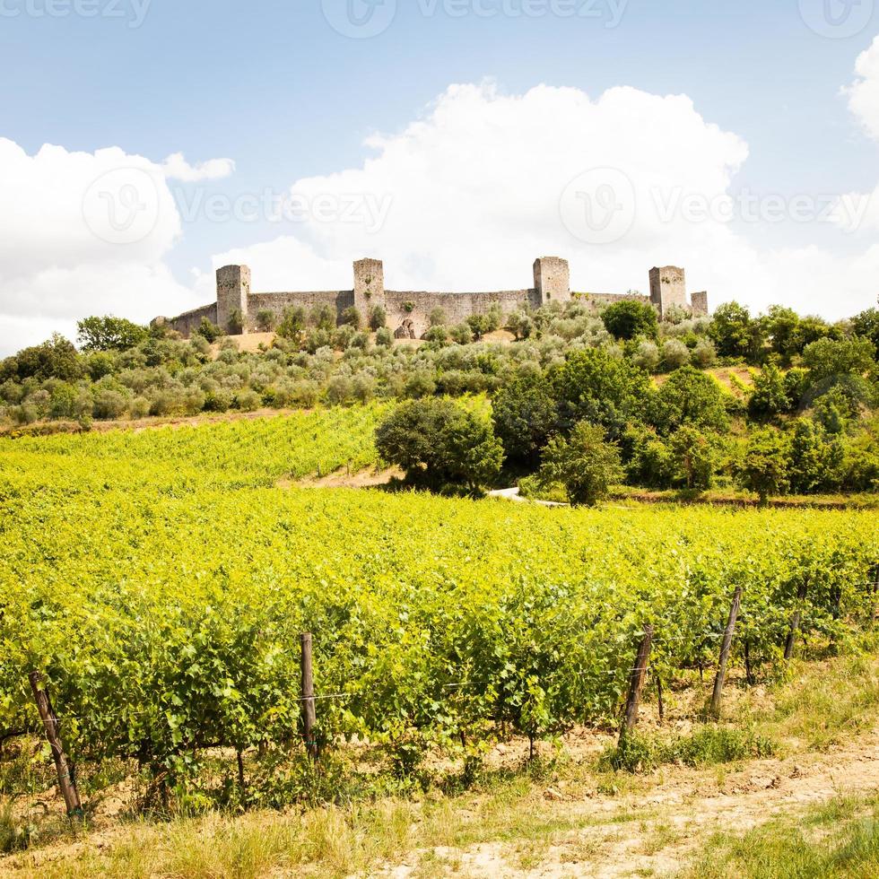 vigneto in toscana foto