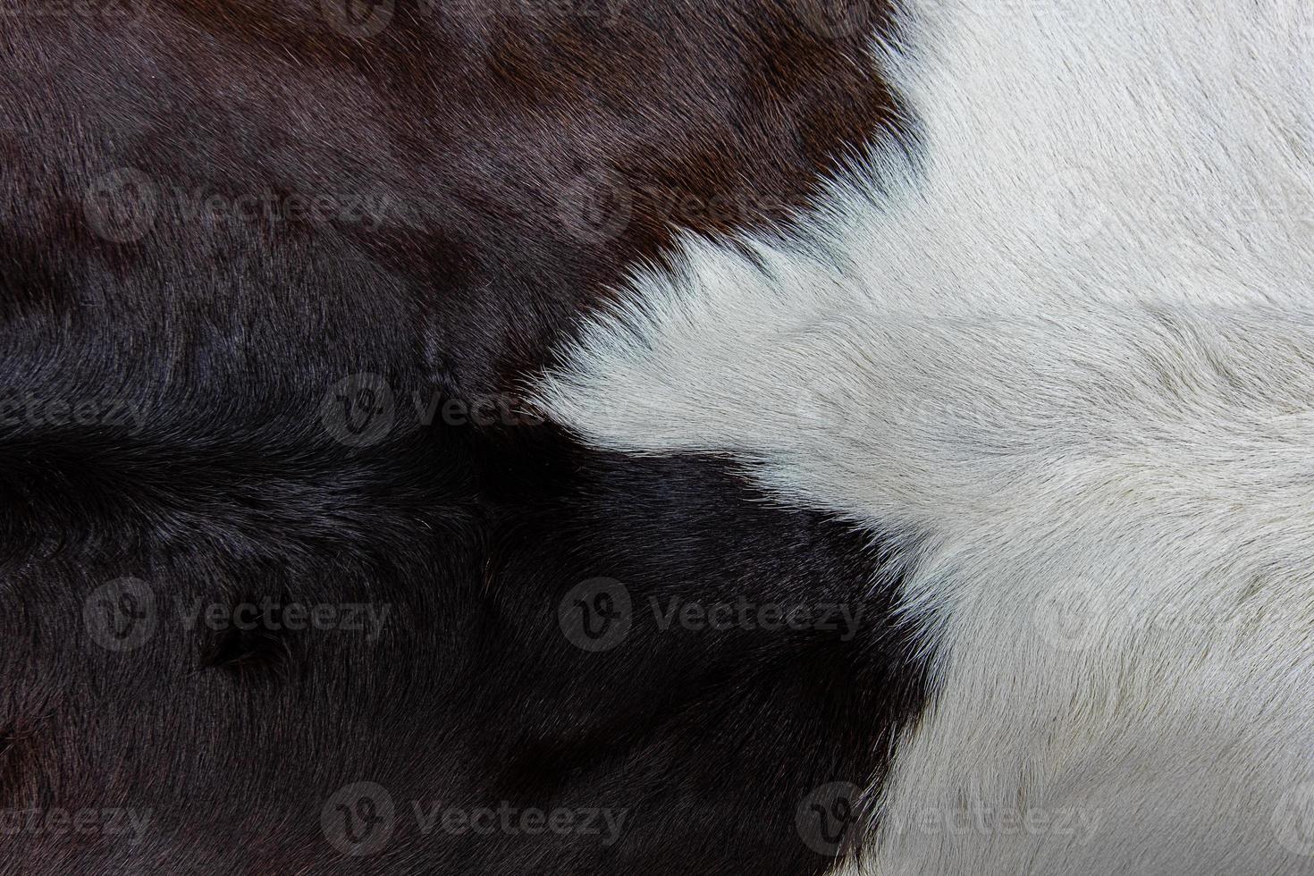 cappotto di pelle di mucca marrone con pelliccia macchie bianche e marroni nere foto