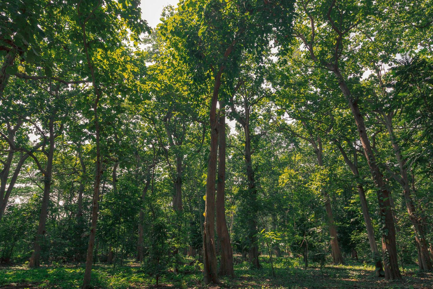 paesaggio forestale verde in primavera e muschio verde foto