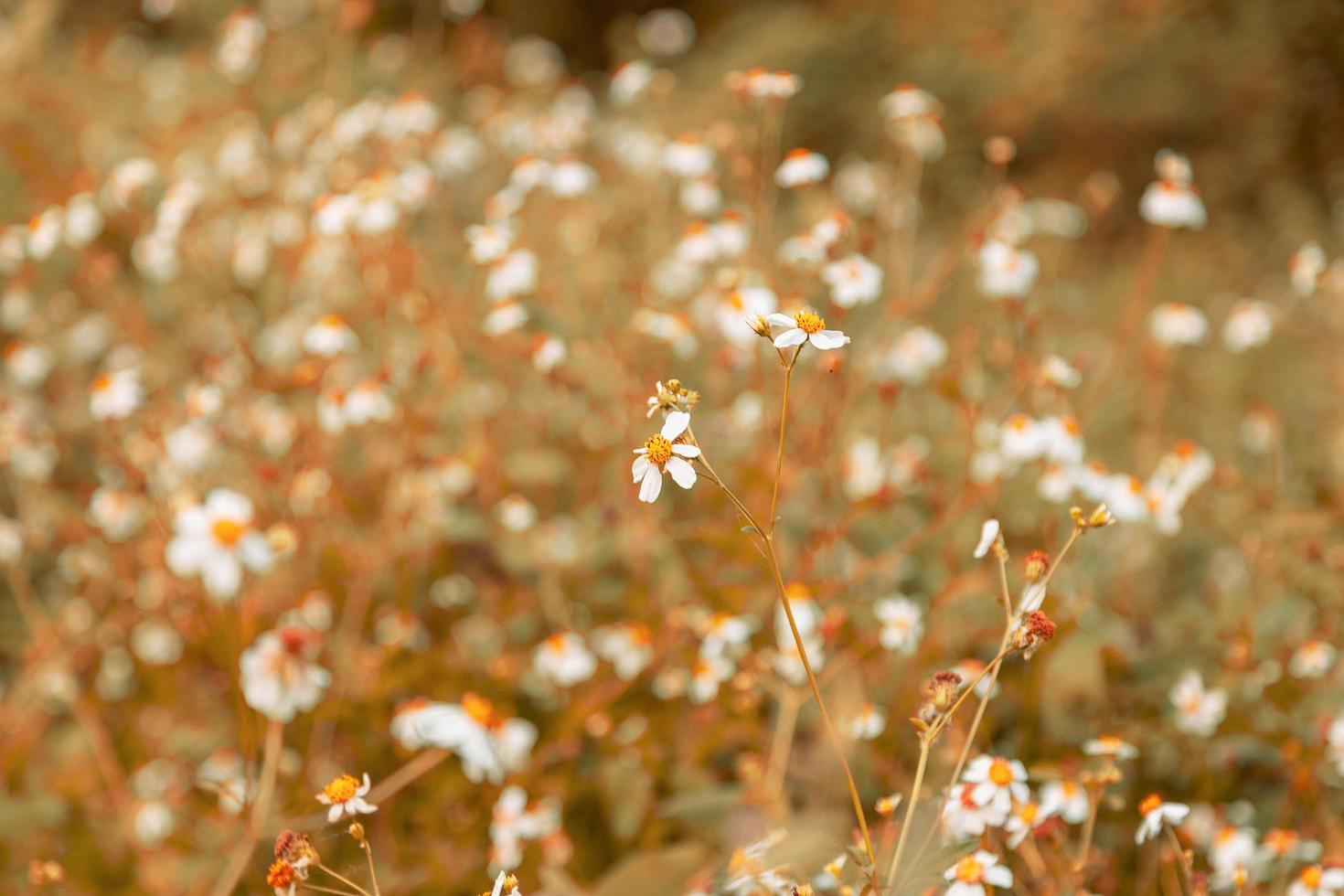 sfondo di fiori estivi in stile vintage foto