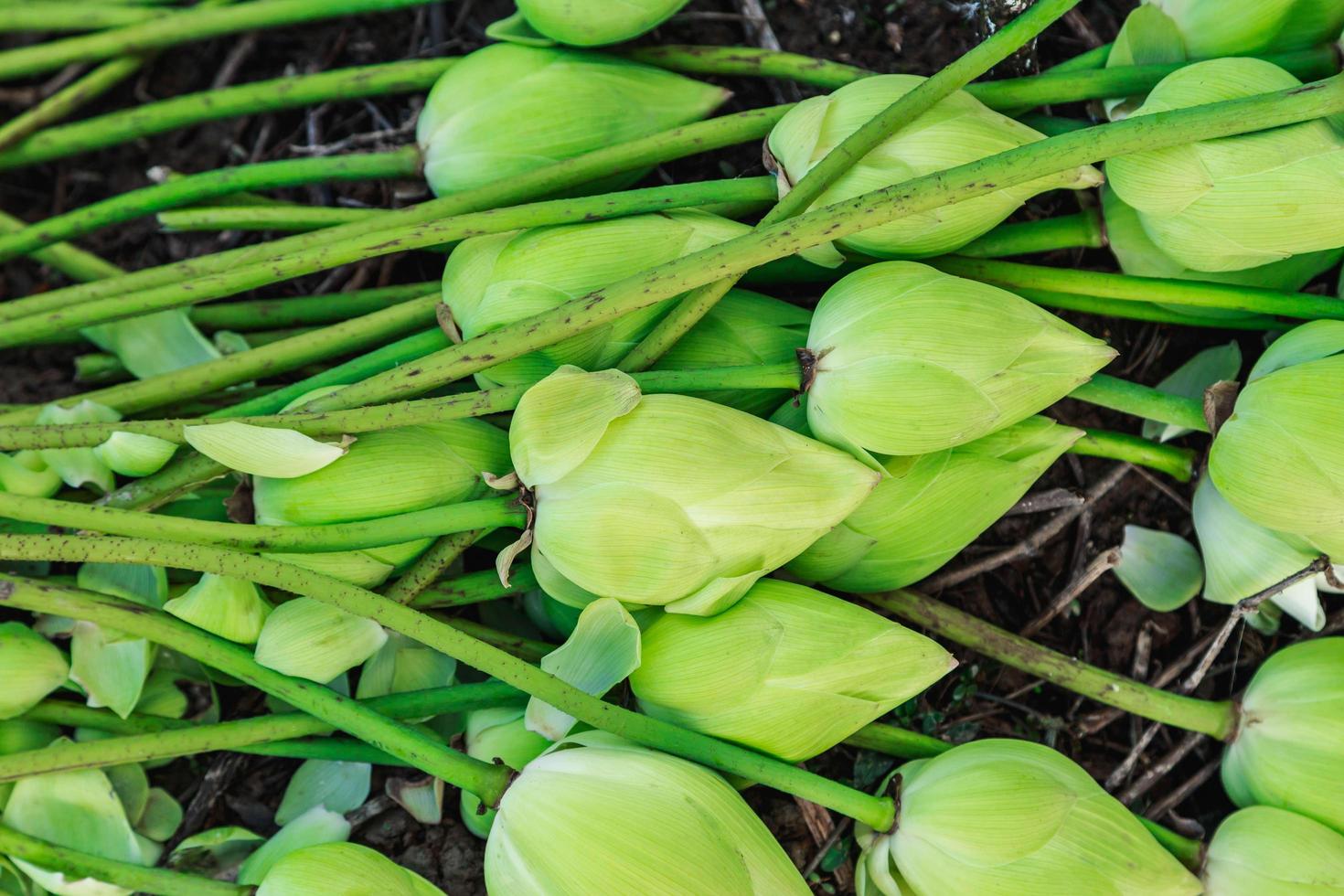 molti fiori di loto sbocciano per terra foto