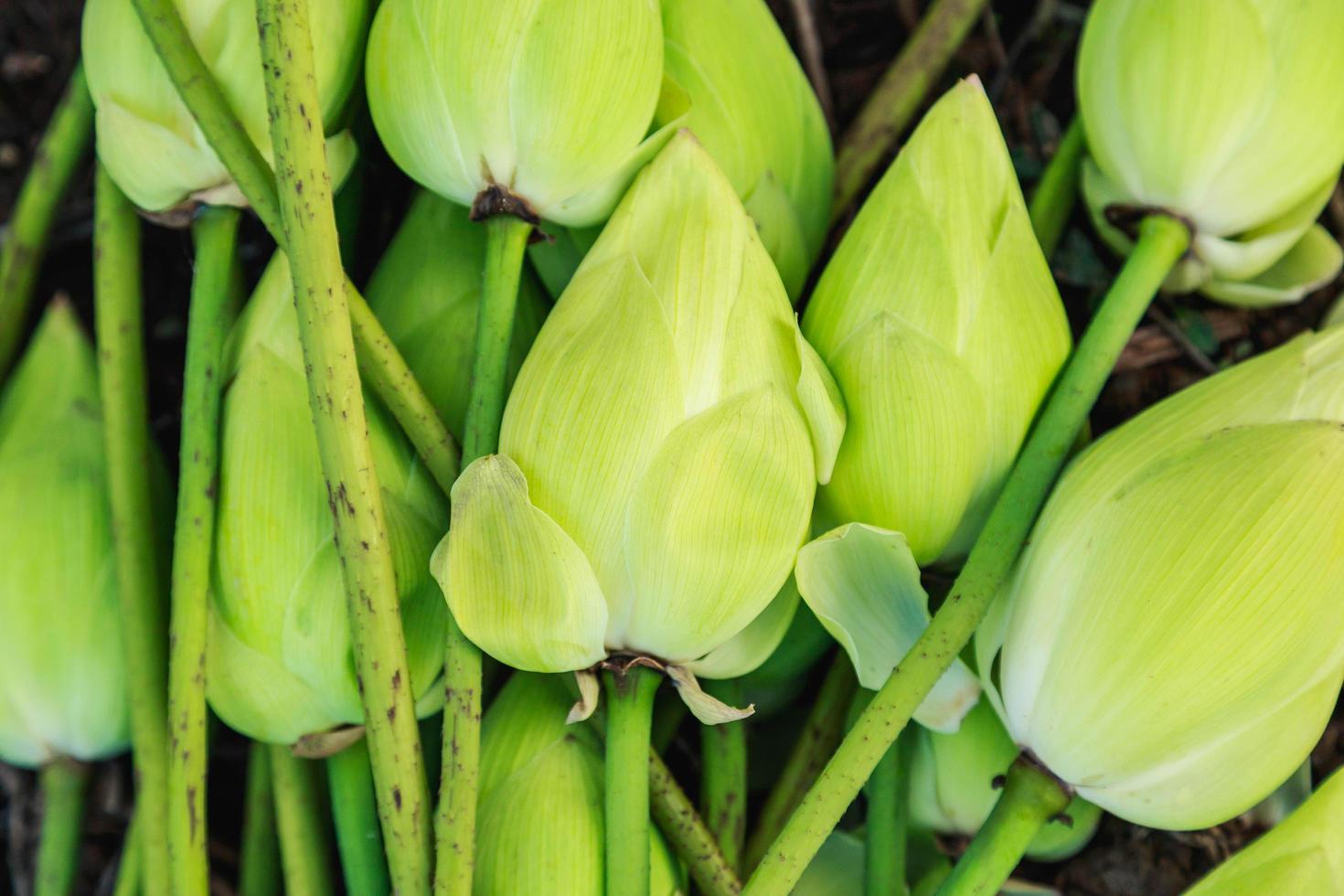 molti fiori di loto sbocciano per terra foto