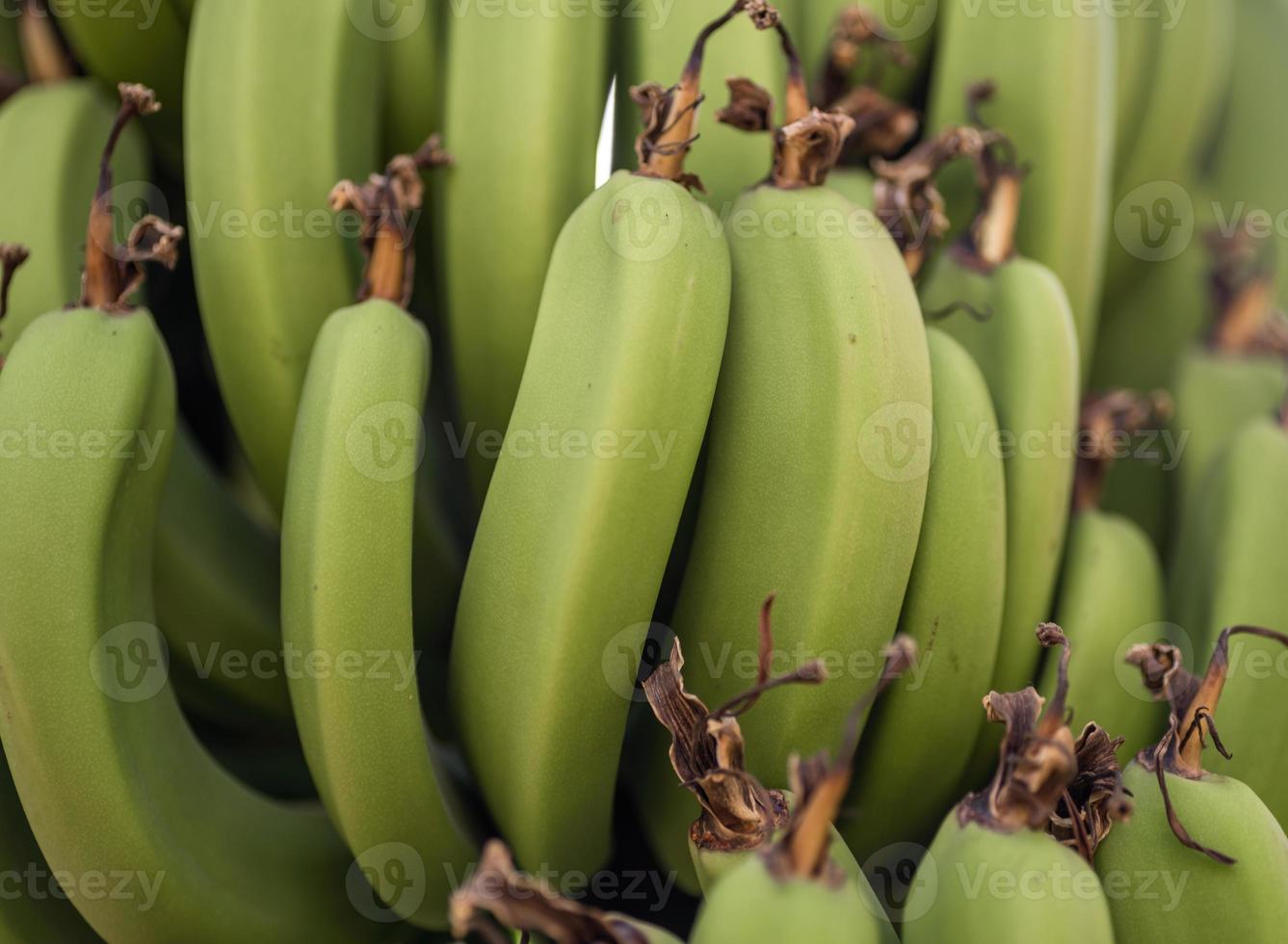 primo piano del modello di banane naturali fresche foto