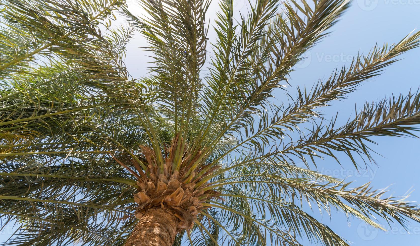 sfondo tropicale vista dal basso sui rami di una grande palma foto