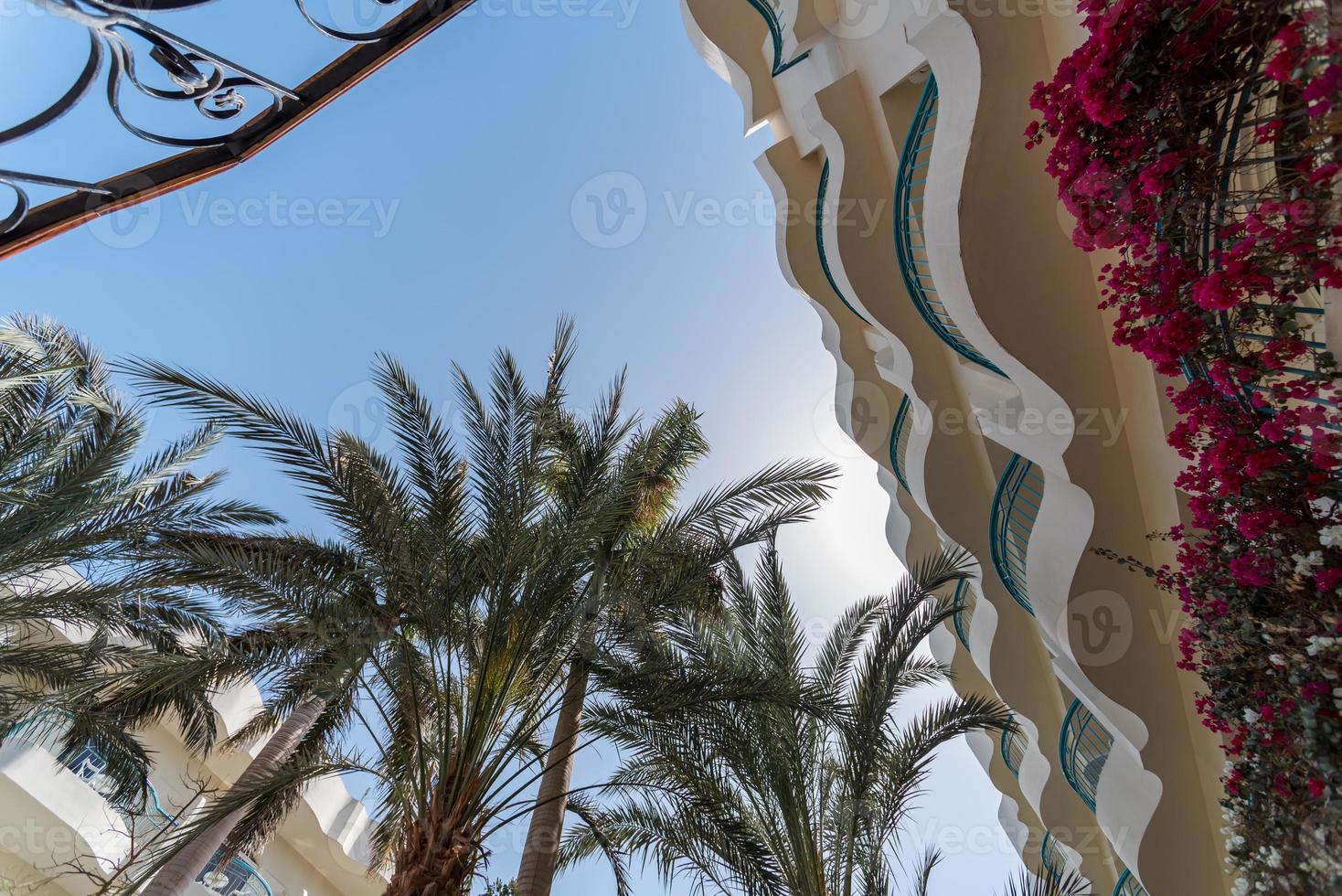 vista dal basso delle foglie di palma contro il cielo blu foto