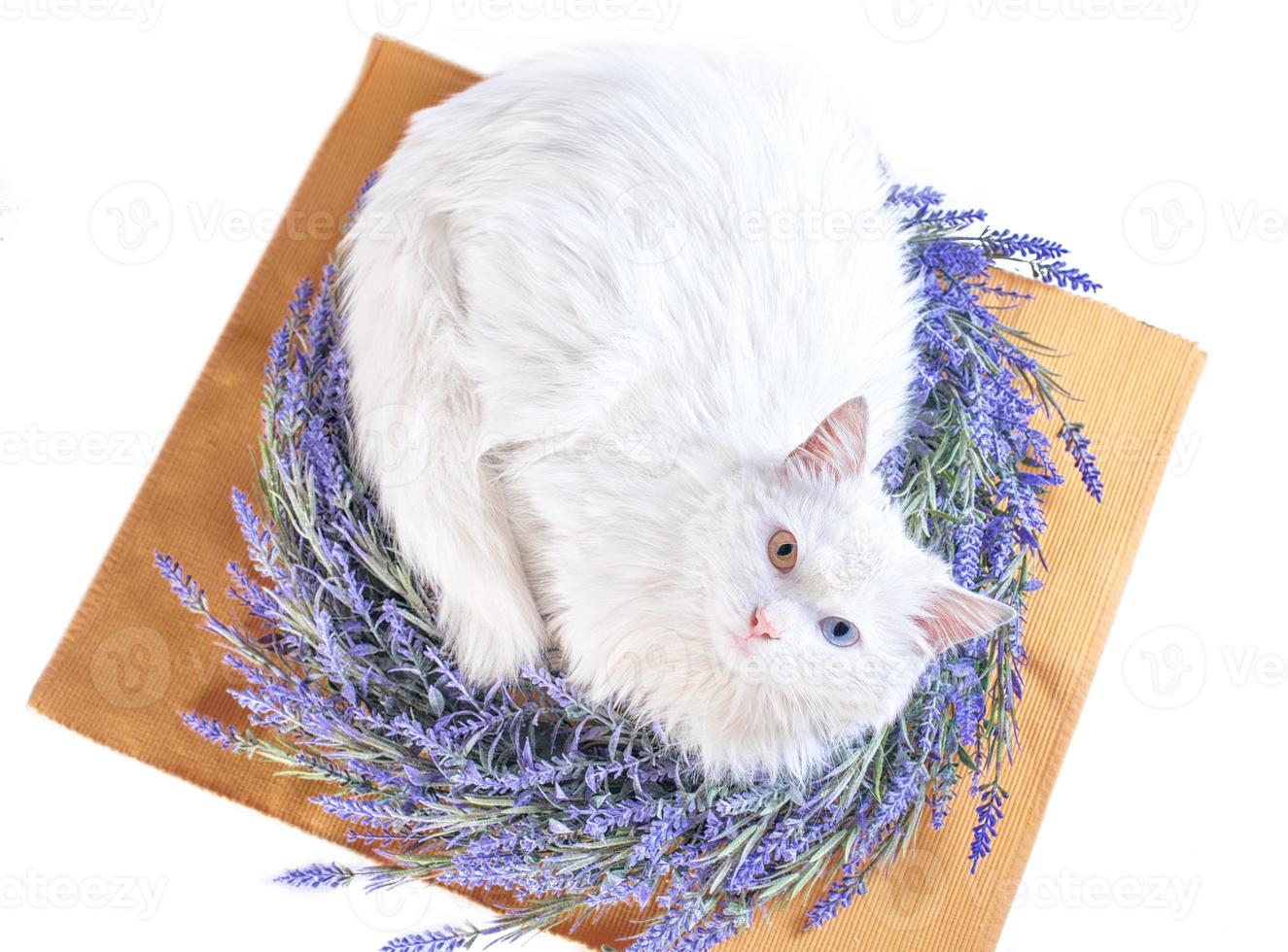 gatto bianco disteso piatto con eterocromia in ghirlanda di lavanda foto