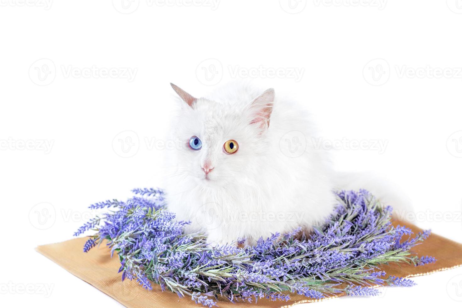 gatto bianco disteso piatto con eterocromia in ghirlanda di lavanda foto