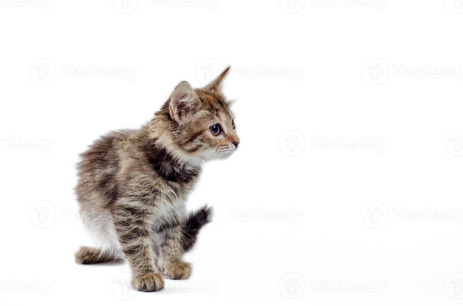 avviso gattino birichino su sfondo bianco foto