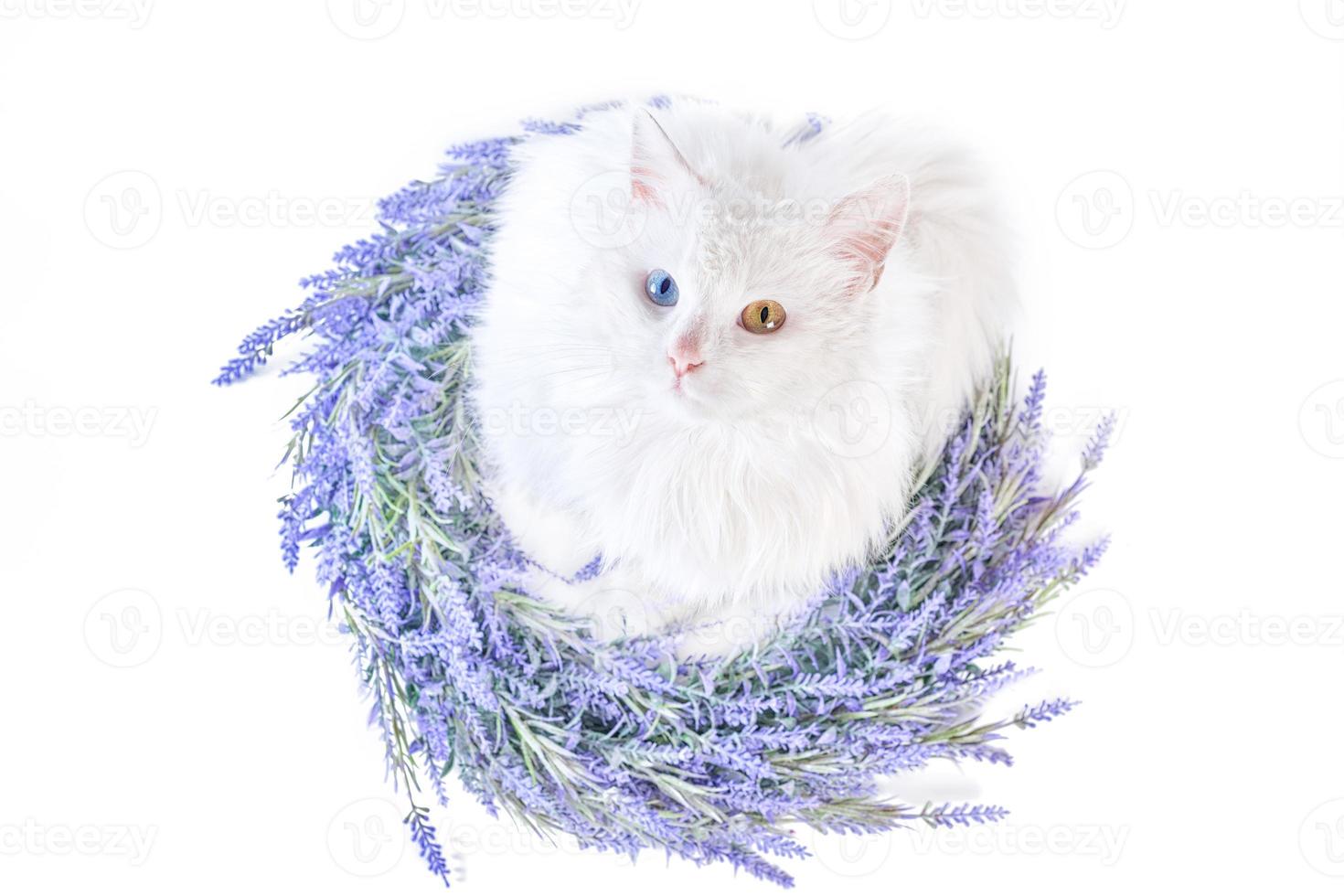 gatto bianco disteso piatto con eterocromia in ghirlanda di lavanda foto