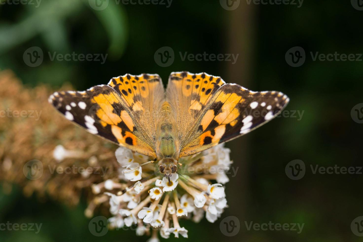 farfalla vanessa cardui o cynthia cardui in giardino foto