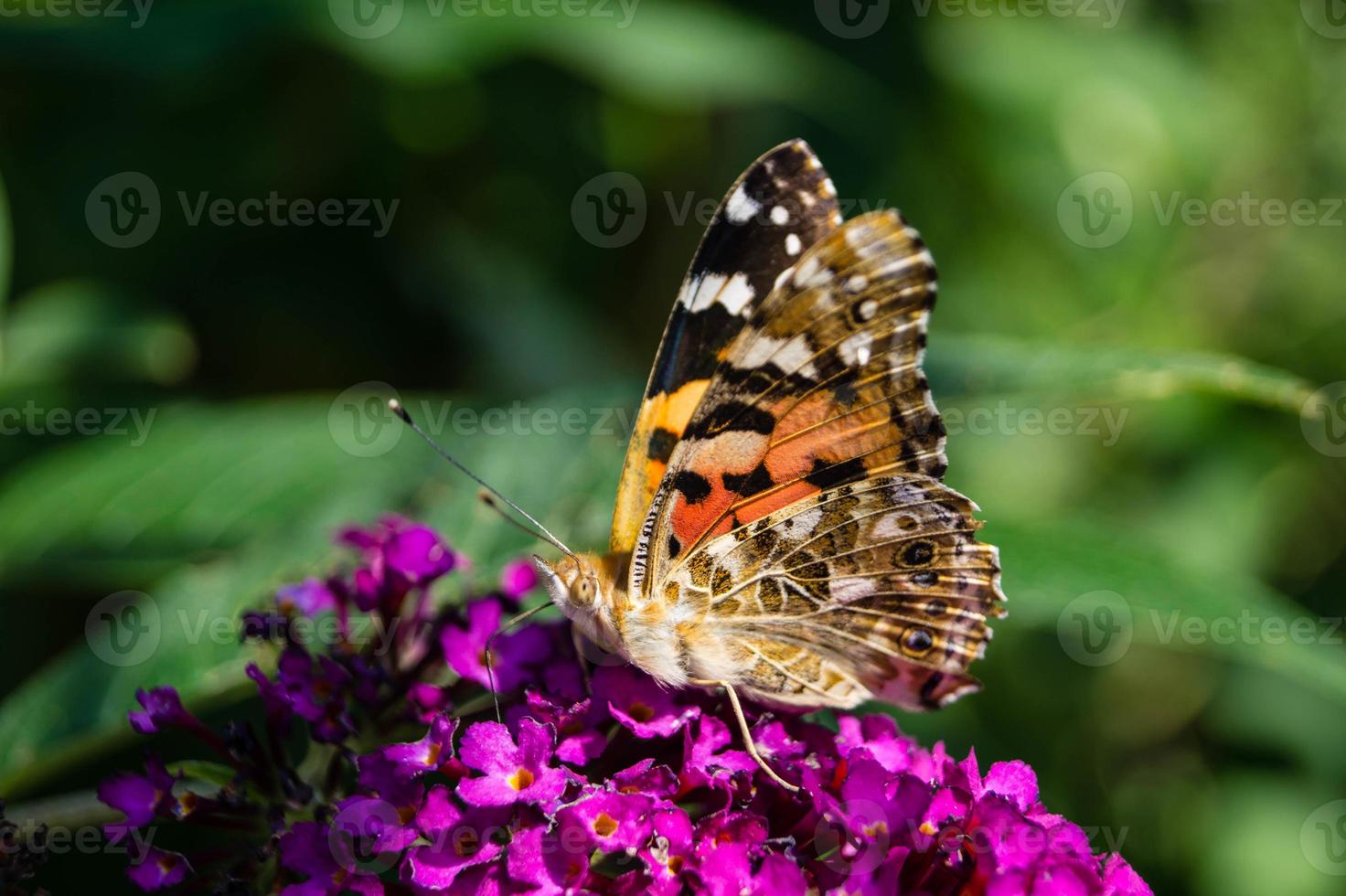 farfalla vanessa cardui o cynthia cardui in giardino foto