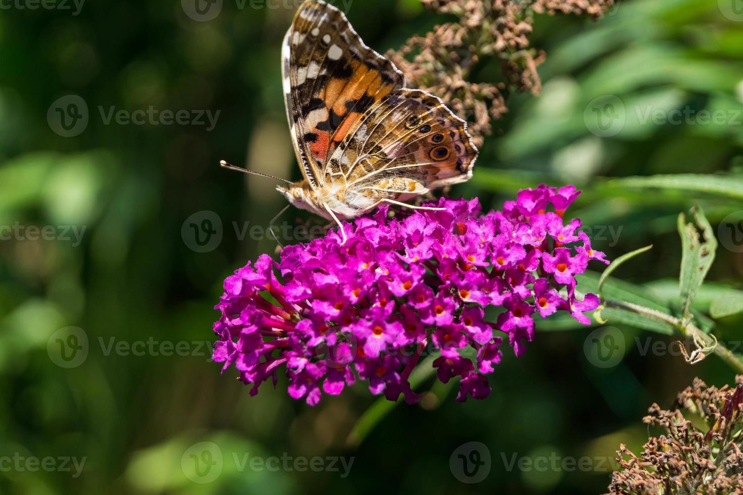 farfalla vanessa cardui o cynthia cardui in giardino foto