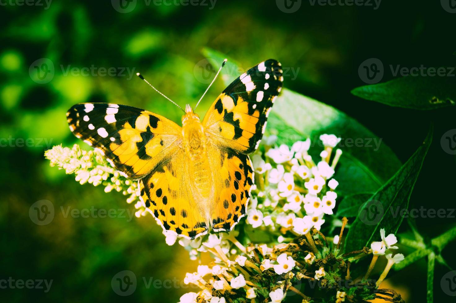 farfalla vanessa cardui o cynthia cardui in giardino foto