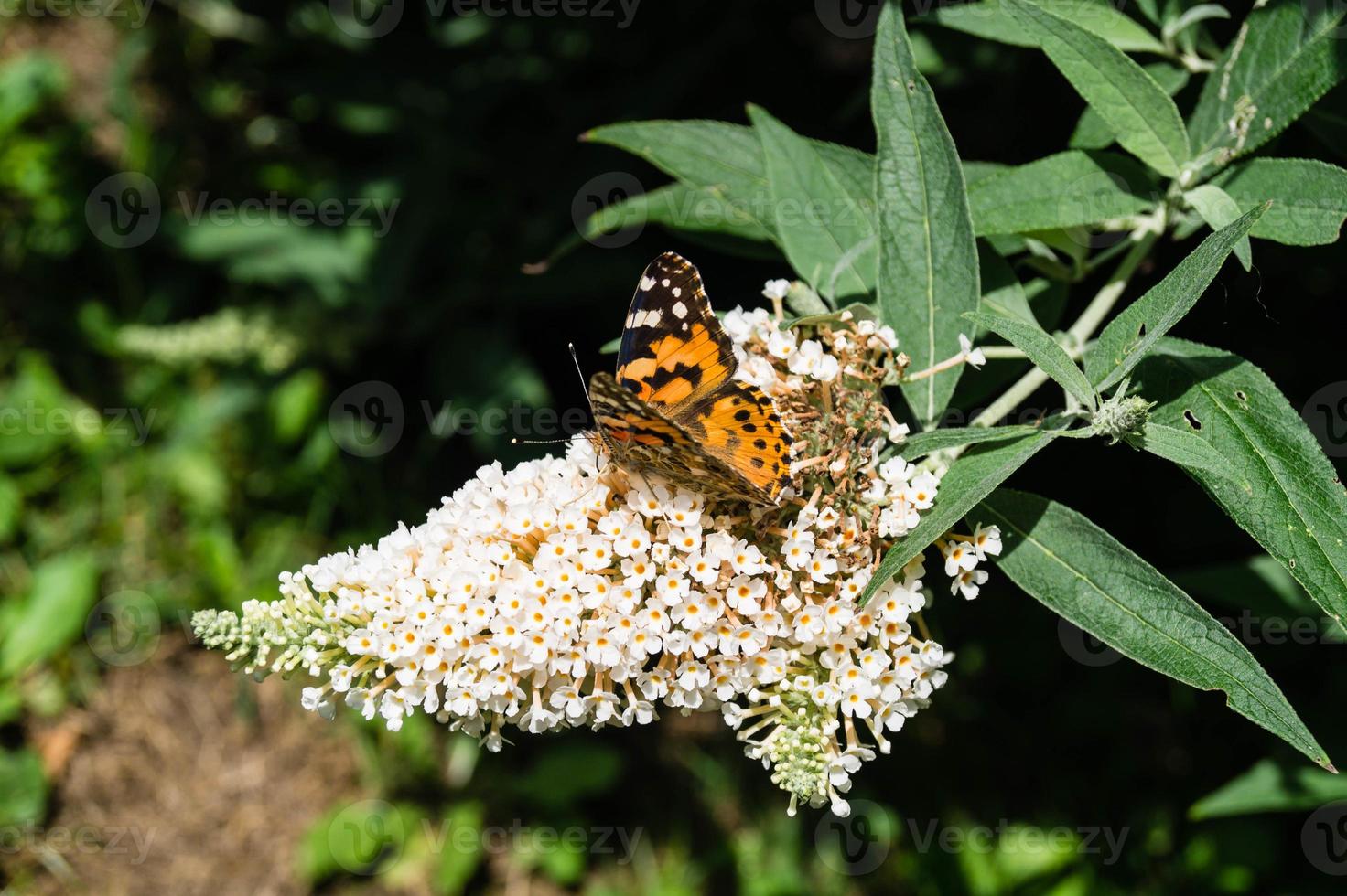 farfalla vanessa cardui o cynthia cardui in giardino foto