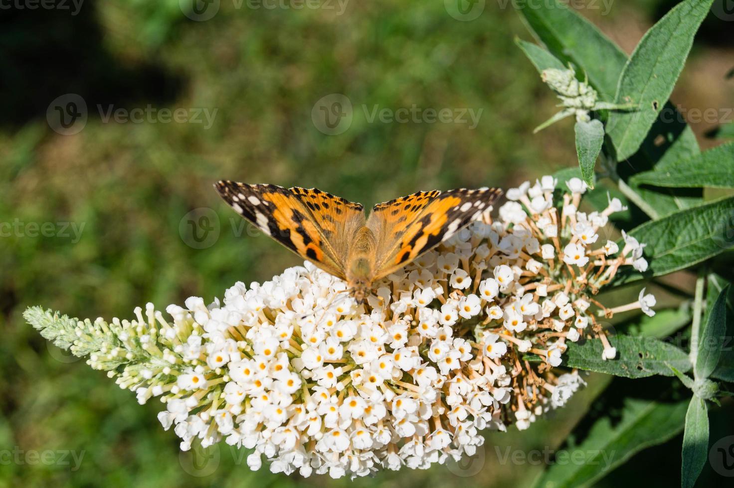 farfalla vanessa cardui o cynthia cardui in giardino foto