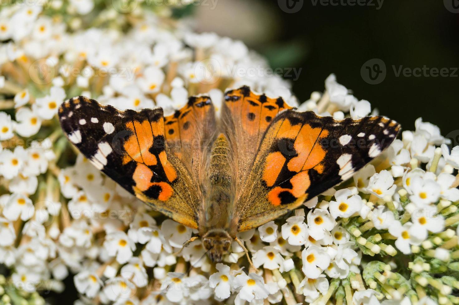 farfalla vanessa cardui o cynthia cardui in giardino foto