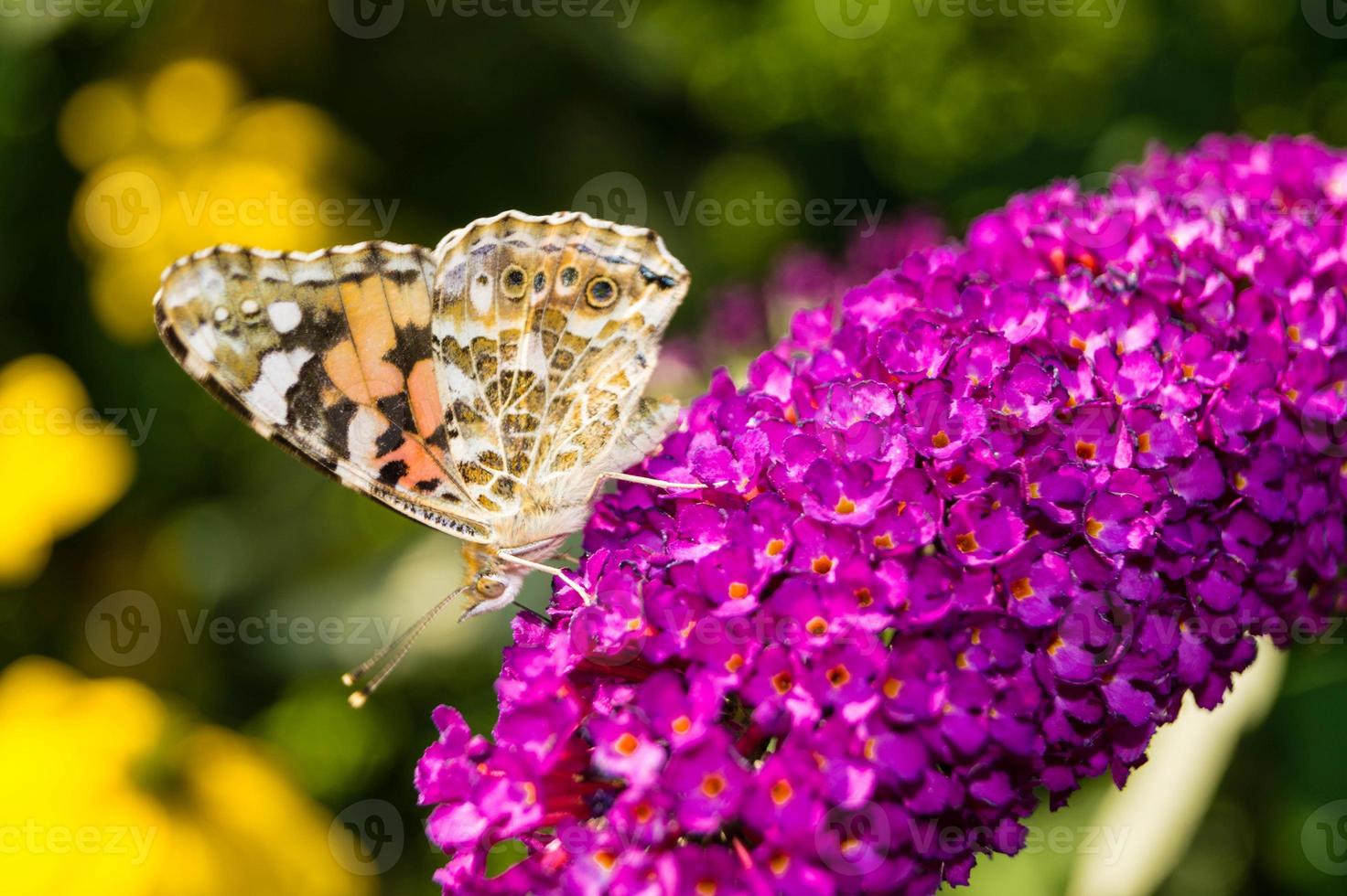 farfalla vanessa cardui o cynthia cardui in giardino foto