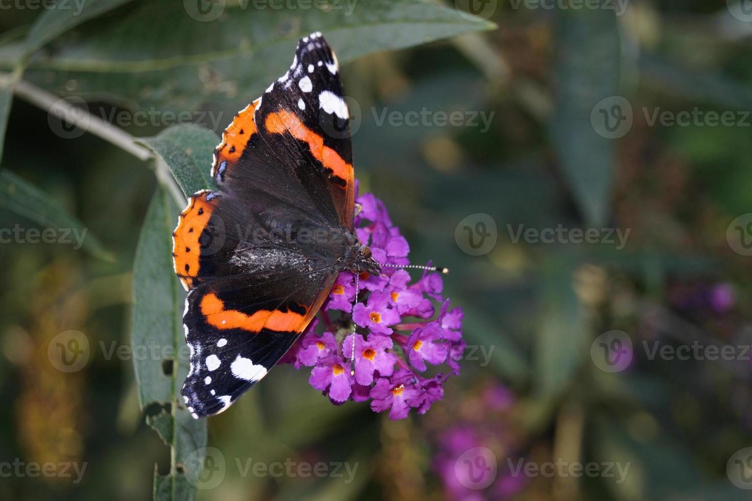 farfalla vanessa cardui o cynthia cardui in giardino foto