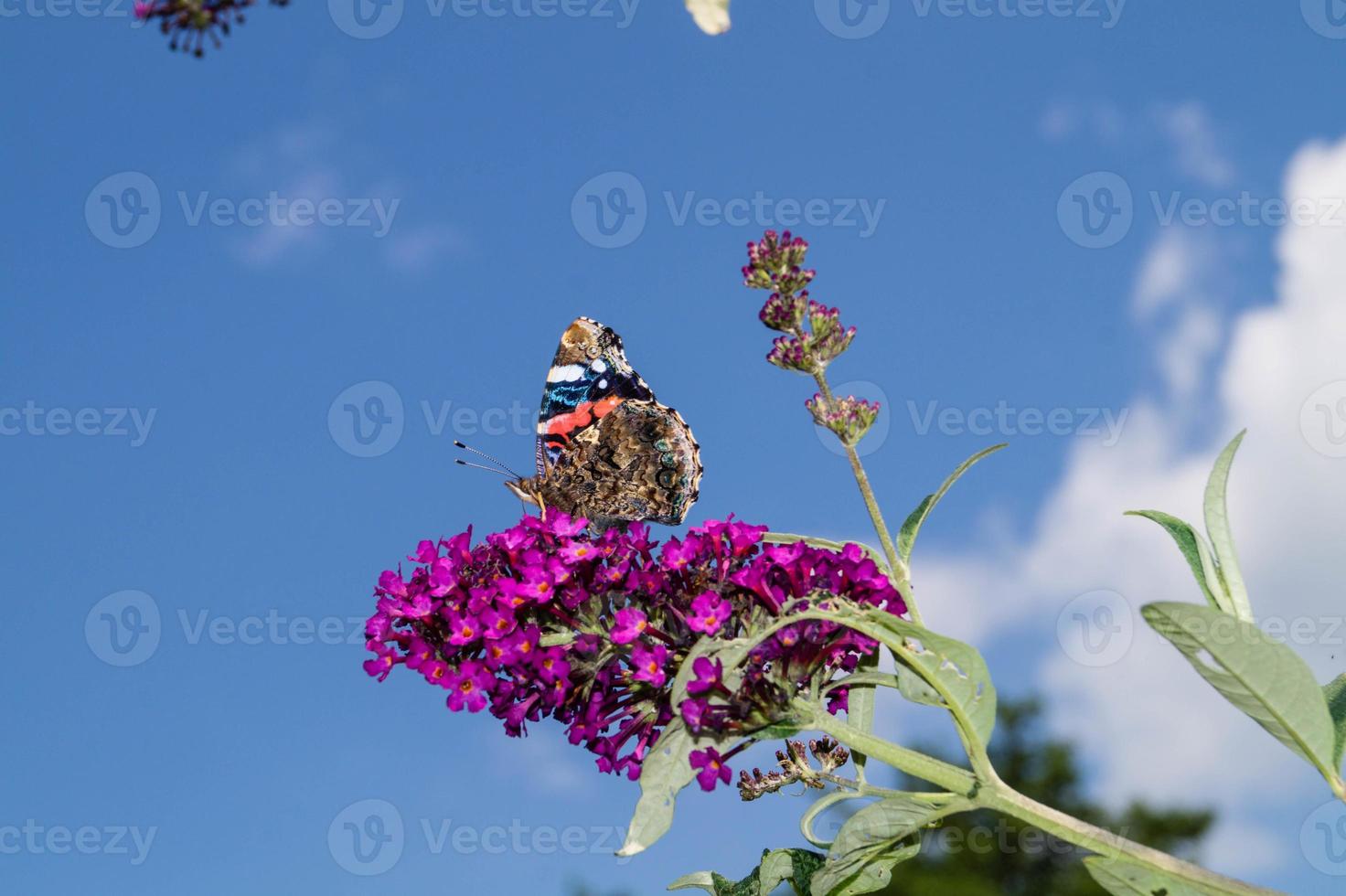 buddleja davidii il cespuglio di farfalle foto