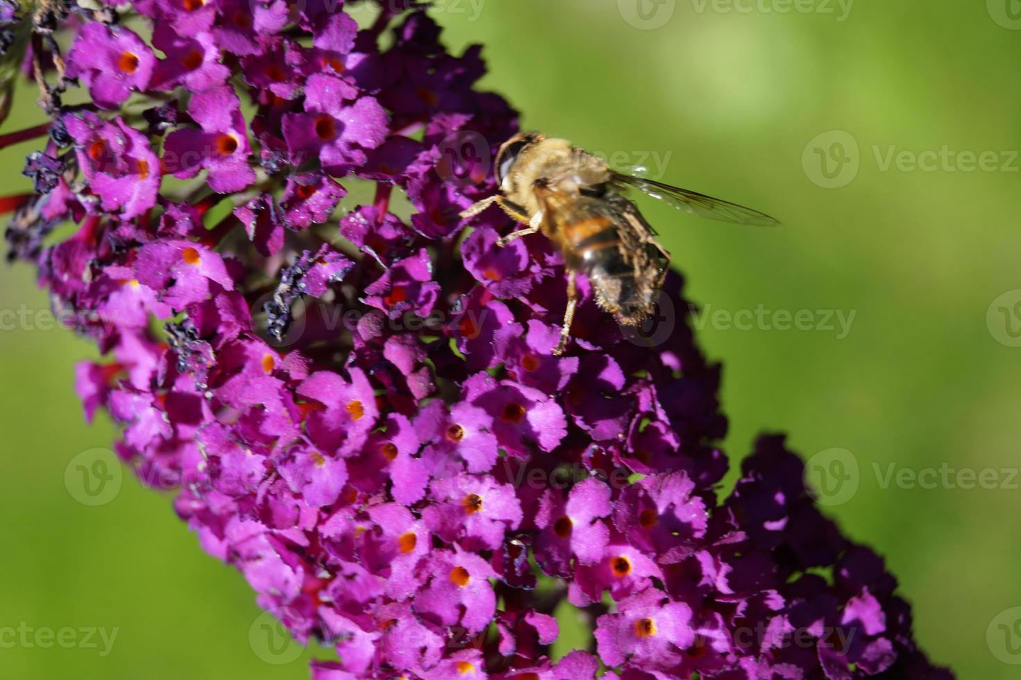 buddleja davidii il cespuglio di farfalle foto