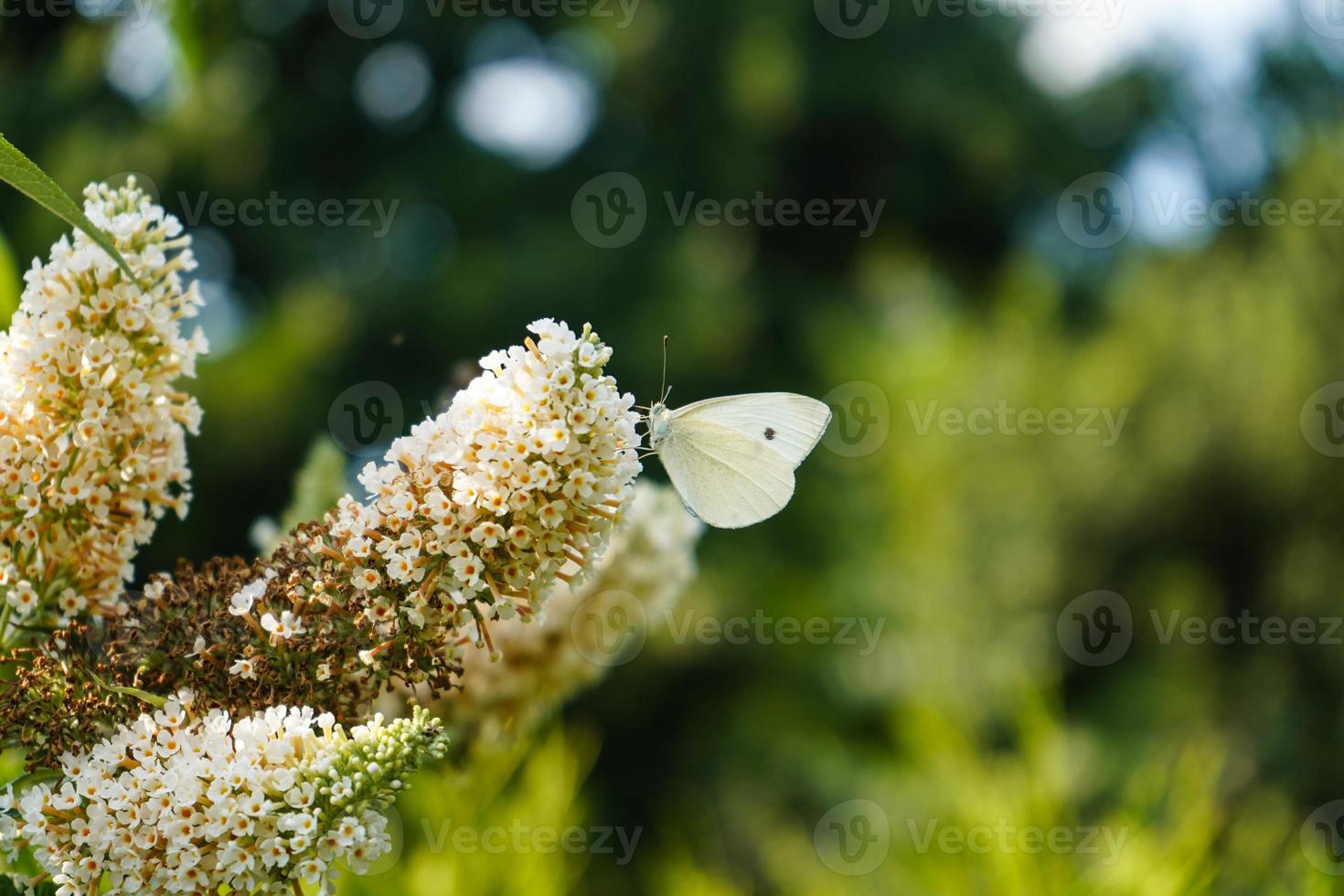 buddleja davidii il cespuglio di farfalle foto