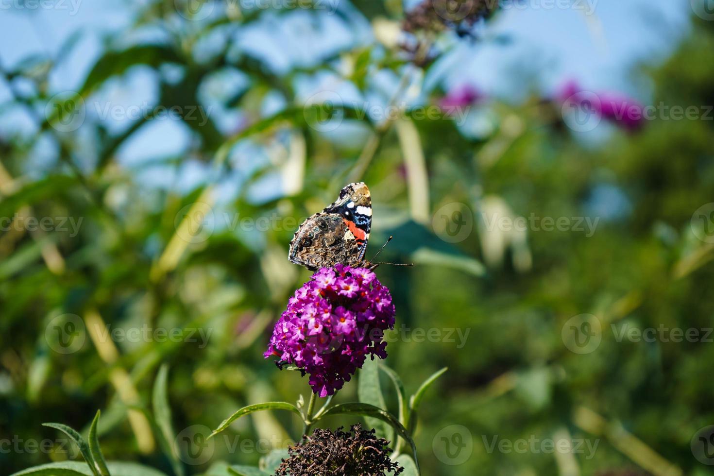 buddleja davidii il cespuglio di farfalle foto