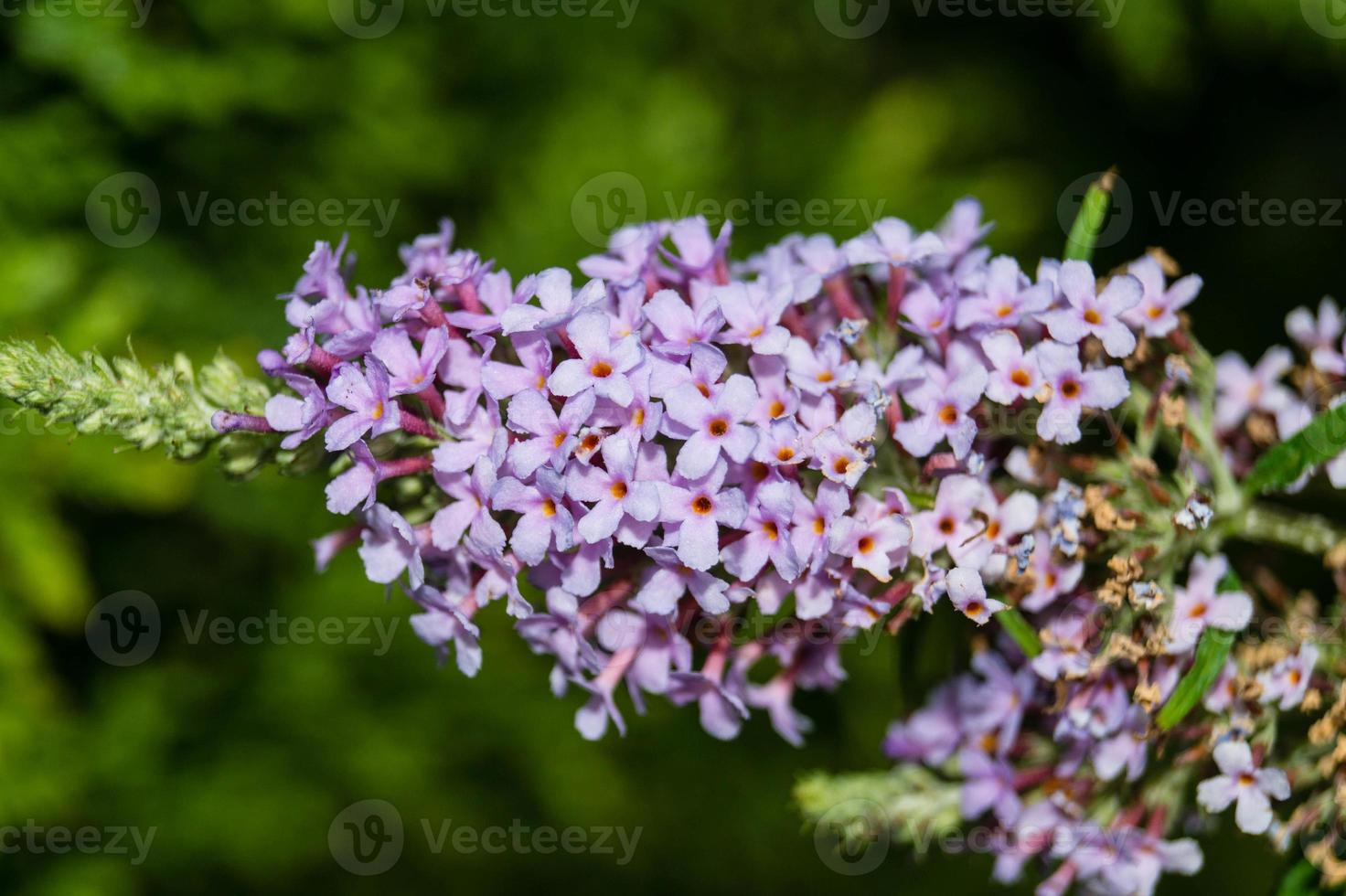 buddleja davidii il cespuglio di farfalle foto