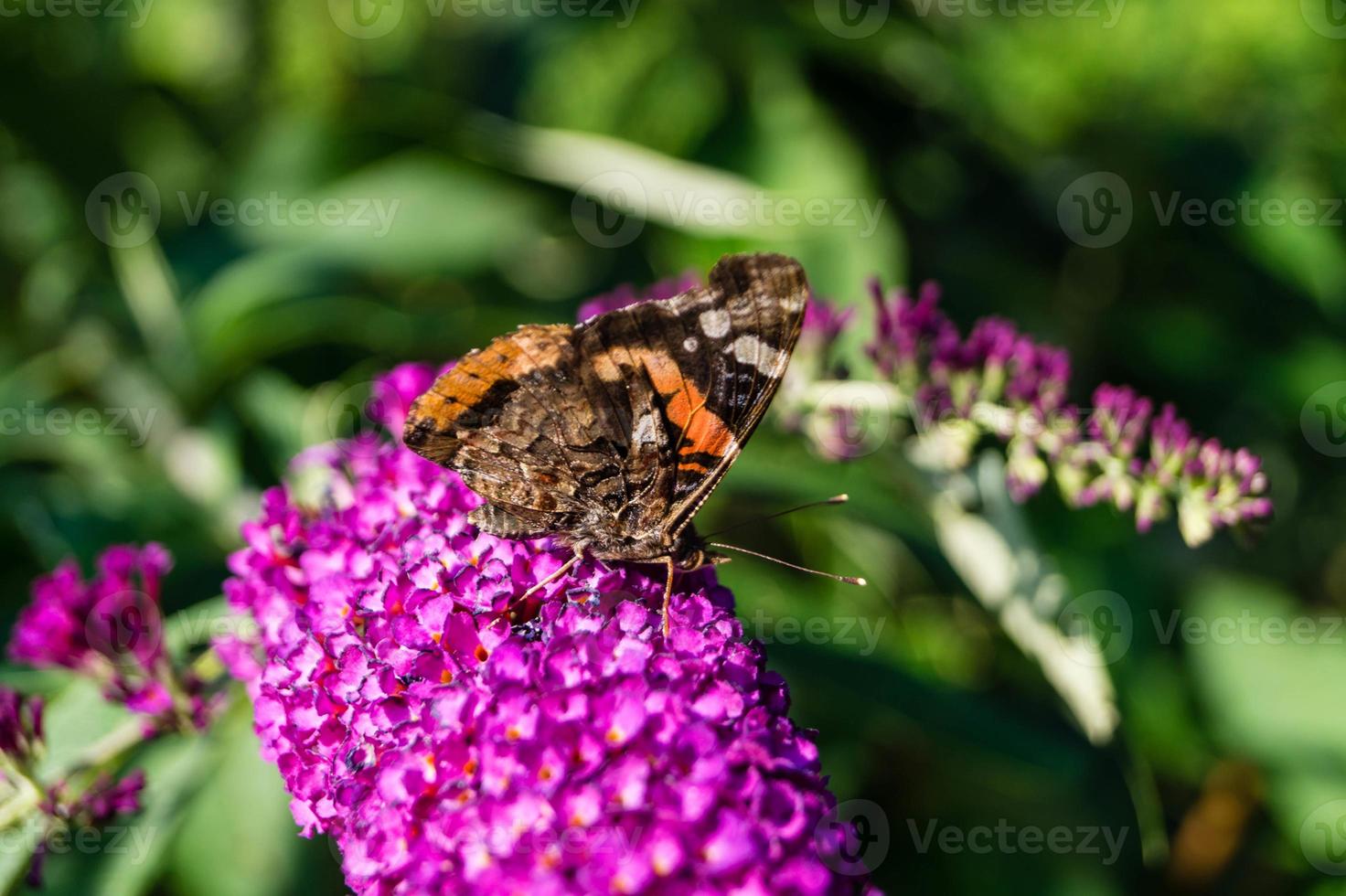 buddleja davidii il cespuglio di farfalle foto